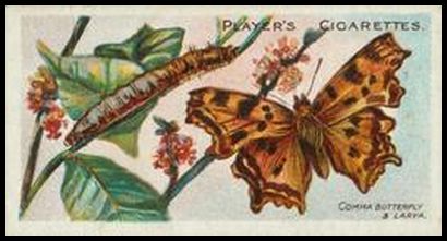 43 Comma Butterfly